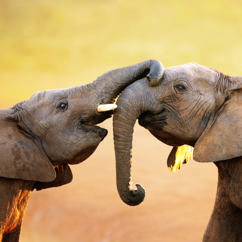 Two young elephants embrace each other with their trunks.