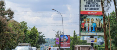 An image of an anti-wildlife trafficking billboard along a busy street in Uganda.