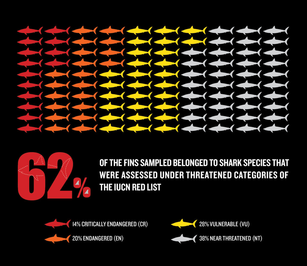 A graphic showing the breakdown of sharks sampled that were listened under one of the IUCN's threatened categories. The copy reads: 62% of the fins sampled belonged to shark species that were assessed under threatened categories of the IUCN red list. 14% critically endangered, 20% endangered, 28% vulnerable, 38% near threatened.