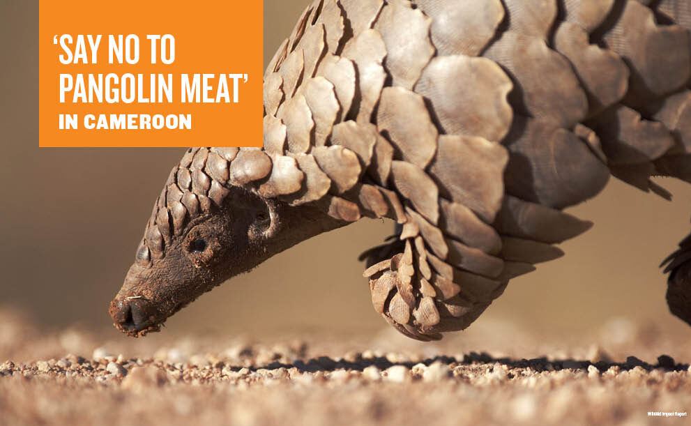 An excerpt from the Impact Report showing a photo of a pangolin with text reading: say no to pangolin meat in Cameroon. 