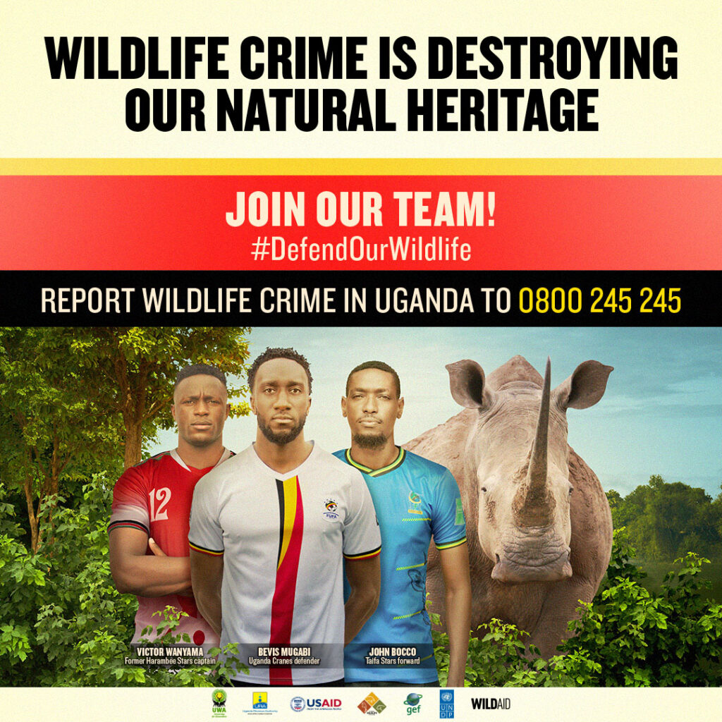 A graphic from Uganda Wildlife Authority and WildAid's campaign. It features a photo of three famous footballers standing next to a rhino with text reading "wildlife crime is destroying our natural heritage" and "report wildlife crime in uganda to 0800 245 245"