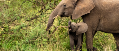 A mother elephant and her calf browse a forest for food.