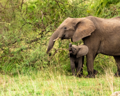 A mother elephant and her calf browse a forest for food.