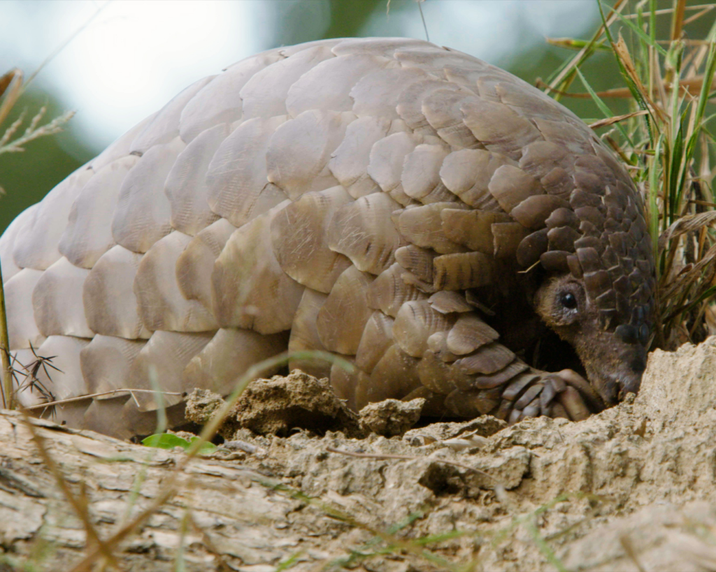 A pangolin digs in the dirt for insects.