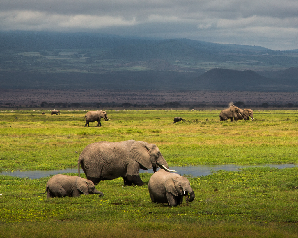 A herd of elephants dot a green savanna.