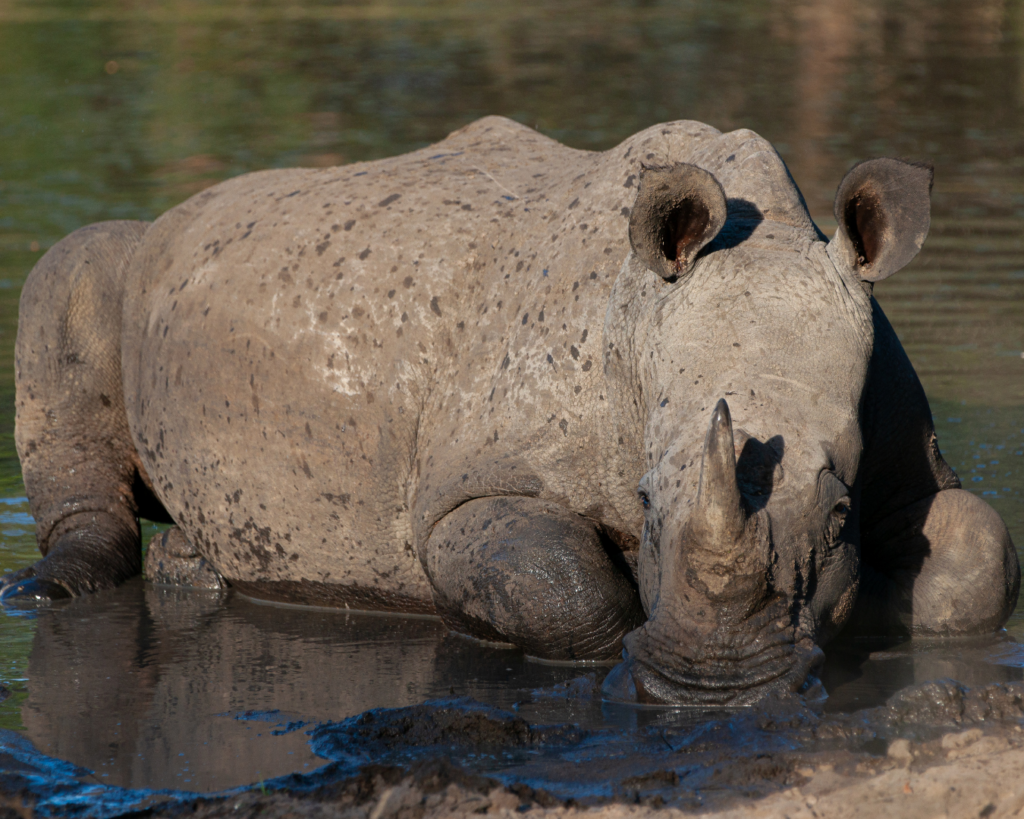 A rhino wallows in mud.