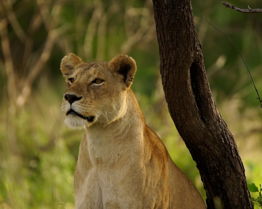 A female lion sits next to a tree, gazing out at the savanna.