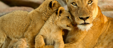 A lioness looks toward the camera as her two cubs nuzzle her.