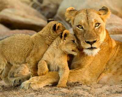 A lioness looks toward the camera as her two cubs nuzzle her.