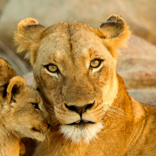 A lioness looks toward the camera as her two cubs nuzzle her.