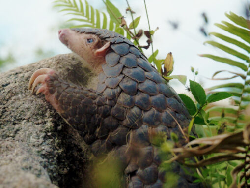 Wang Yibo Teams up with WildAid to Spread Hope for Chinese Pangolins