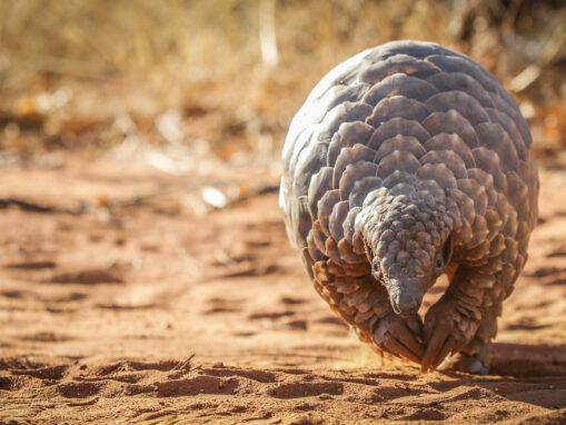 Pangolin Meat Consumption Falls in Cameroon as Support for Protection Rises