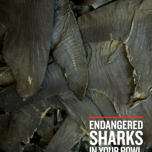 Book cover with stacked shark fins and the title Endangered Sharks in Your Bowl.