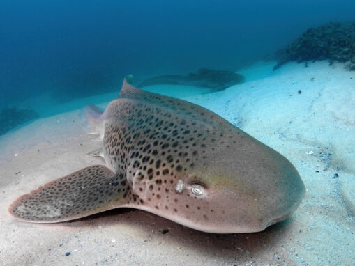 Snap, Share, Save: WildAid and Ocean Blue Tree Invite Thai Citizens to Help Leopard Sharks Through Photography