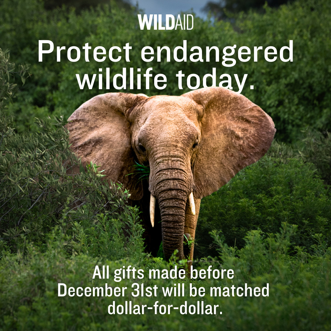 Protect endangered wildlife today. All gift made before Dec 31st will be matched dollar-for-dollar.