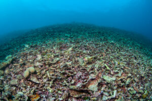 Explosives and Cyanide Are Destroying Coral Reefs in the Philippines—Here’s How We’re Fighting