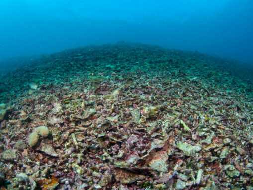 Explosives and Cyanide Are Destroying Coral Reefs in the Philippines—Here’s How We’re Fighting Back