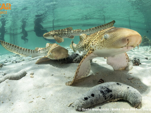 Thailand Launches the Country’s First Endangered Shark Rewilding Initiative to Recover Leopard Sharks