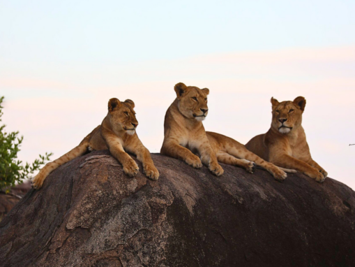 Tanzanians Unite to Celebrate and Protect Nature in New Campaign