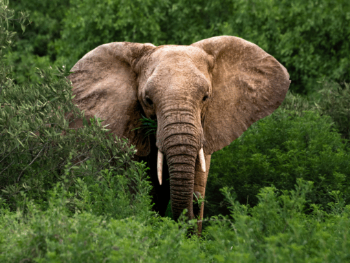Cameroon’s Government, WildAid, and Camrail Join Forces to Raise Awareness About New Wildlife Law