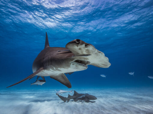 A Tide of Progress: Celebrating 20 Years of Shark Conservation