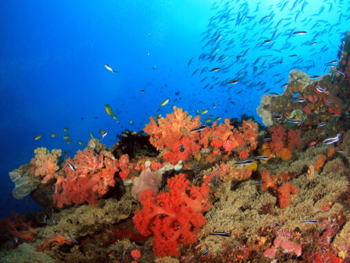 Hope Beneath the Waves: Defending the Coral Triangle From Blast Fishing