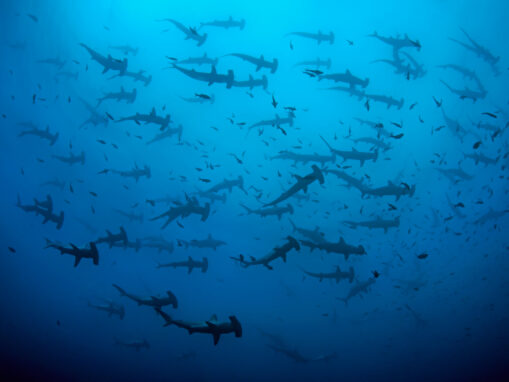 Bezos Earth Fund Announces $24.5 Million for Coastal Protection and Stewardship Across the Eastern Tropical Pacific