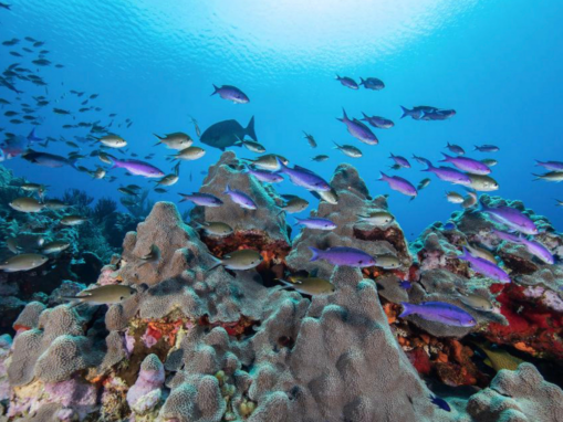 Addressing the Achilles’ Heel of Marine Protected Areas