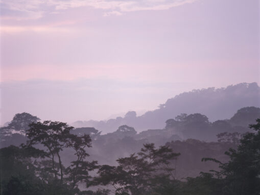 From Rainforests to Mangroves: How Forest Protection Sustains Life on Earth