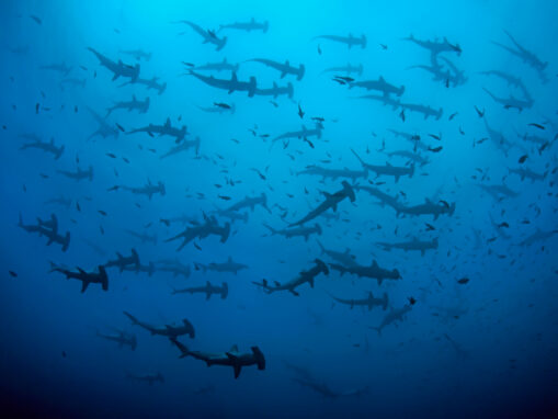 The Incredible Migration of Hammerhead Sharks Across the Eastern Tropical Pacific