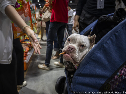 New Comprehensive Report Uncovers Threats to Conservation and Pet Health in Thailand’s Growing Shark-Based Pet Treat Market