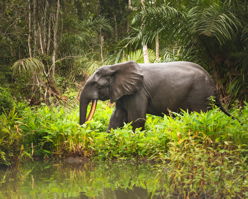 Forest elephant in Gabon - WildAid Adult African elephant standing in dense tropical jungle by a calm river, trunk reaching toward the water and large tusks visible behind green foliage.