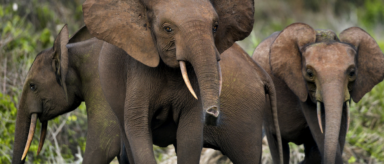 A small herd of African elephants walking across a grassy clearing, with large ears and visible tusks leading the way.