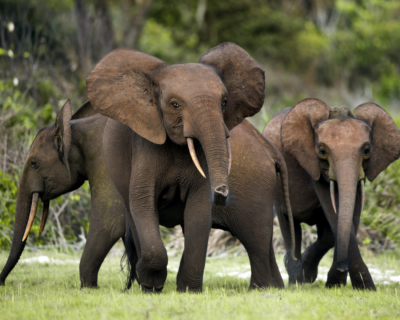 2 - WildAid A small herd of African elephants walking across a grassy clearing, with large ears and visible tusks leading the way.