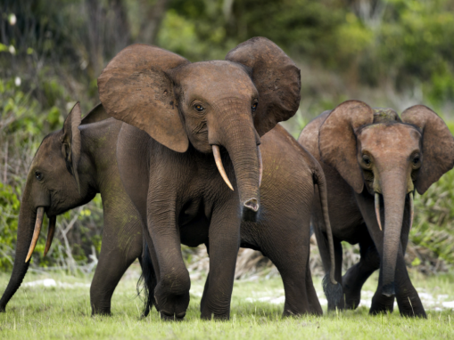 Protecting Forest Elephants: Gabon’s Rainforest Gardeners and Climate Allies