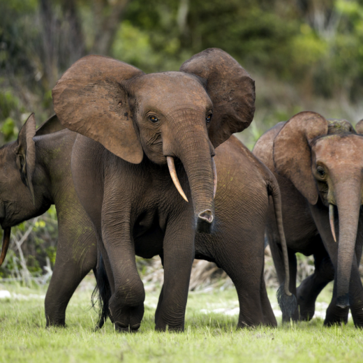 A small herd of African elephants walking across a grassy clearing, with large ears and visible tusks leading the way.