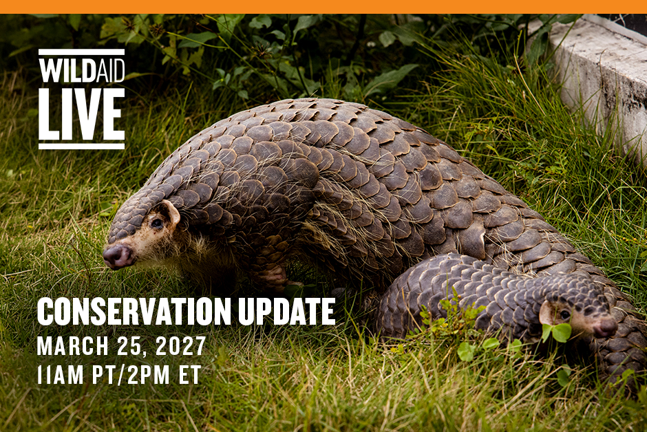 Two pangolins resting on grass with the WildAid Live logo and the words 'Conservation Update' and the date March 25, 2027 (11AM PT/2PM ET).