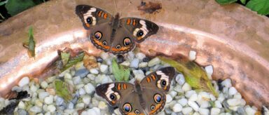 Peacock butterfly with orange and blue eye spots resting on a terracotta dish filled with white pebbles to help them cope with climate change, green leaves in the background.