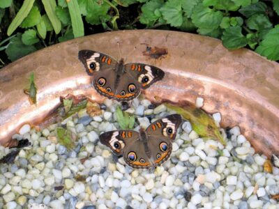Peacock butterfly with orange and blue eye spots resting on a terracotta dish filled with white pebbles to help them cope with climate change, green leaves in the background.