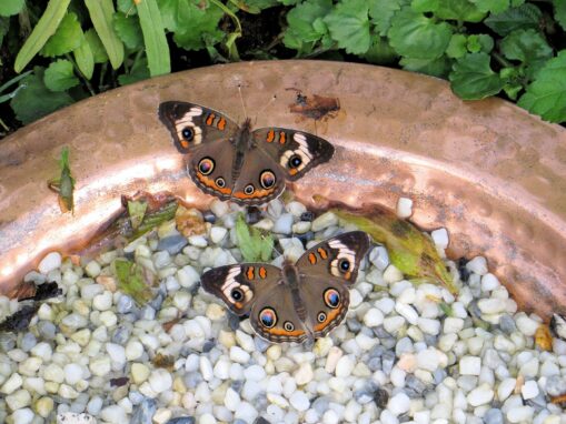 5 Ways to Help Wildlife Cope With Climate Change