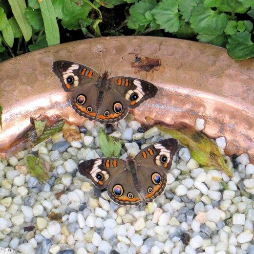 Peacock butterfly with orange and blue eye spots resting on a terracotta dish filled with white pebbles to help them cope with climate change, green leaves in the background.